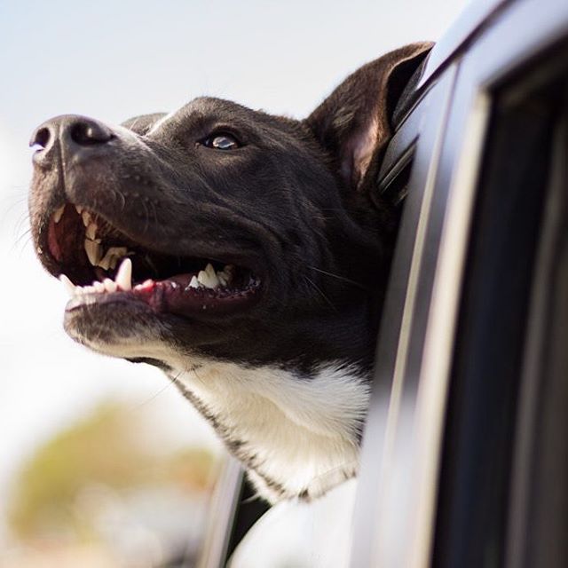 Full #Column by Alice Clark RVN @medik9ltd on @riddlemagazine #websiteThere is nothing worse than having to recoil from your #pet’s #cute little #face because you cannot stand their bad breath.Studies have found that 70 per cent of #cats and 80 per cent of #dogs suffer from #dental #disease by the age of three, which means the condition is something that we see on a daily basis in #veterinary practice.
Having just completed ‘dental month’ in practice, pet dental care has been somewhat of a hot topic (between discussions and impromptu a cappella performances of #Beauty and the #Beast with colleagues). Checking your pet’s #mouth thoroughly can be difficult if the patient is less than willing (even for those more practiced in #animal wrangling), so it is important to look out for other #signs and #symptoms such as:Halitosis (bad breath) and/or drooling
Blood spots on toys
Reluctance to eat certain foods, or dropping pieces of food whilst eating
Red gums
Sneezing and/or abnormal discharge from the nose
Swelling around the jawline or below the eyes
Not wanting their head to be touched or stroked