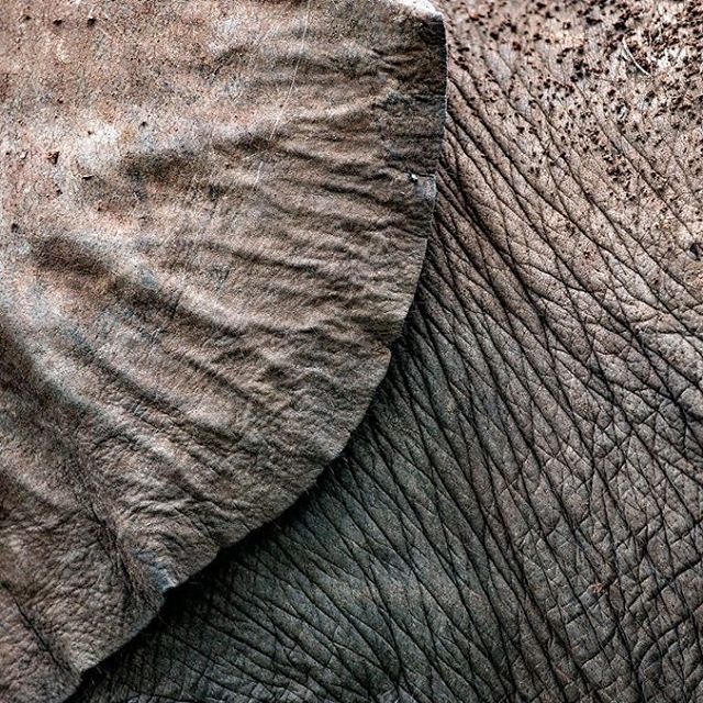 As part of a #week of #wildlife #art, The Bigger Picture captures the work of #Zambian #park #rangers. goo.gl/Jr2Szm