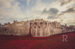 Poppy  3_