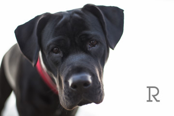 Gypsy Rottweiler Mastiff