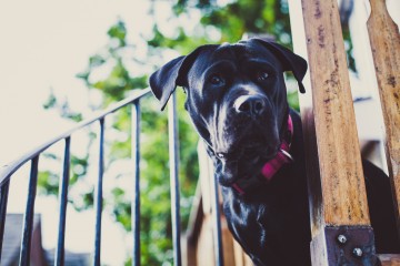 Gypsy by Andy Barnham 1