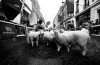 SheepOnTheRow 1