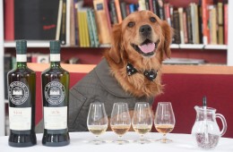 Pic Greg Macvean - 30/03/2016 - 07971 826 457
It may sound barking mad, but in a step to ensure the finest whisky is selected for bottling, The Scotch Malt Whisky Society (SMWS) has appointed a new breed of expert nose to its prestigious Tasting Panel - the world's first whisky sniffer dog