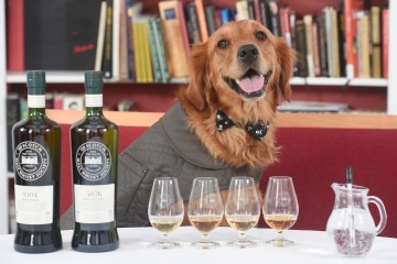 Pic Greg Macvean - 30/03/2016 - 07971 826 457
It may sound barking mad, but in a step to ensure the finest whisky is selected for bottling, The Scotch Malt Whisky Society (SMWS) has appointed a new breed of expert nose to its prestigious Tasting Panel - the world's first whisky sniffer dog